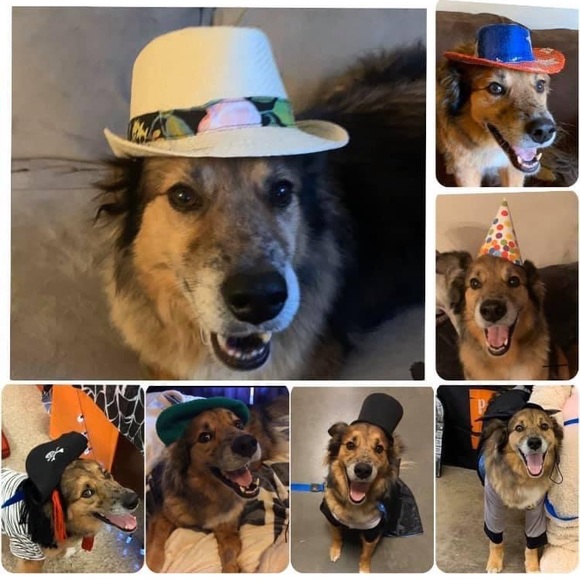 Meet your Posher, Rachel - Picture 5 of 8